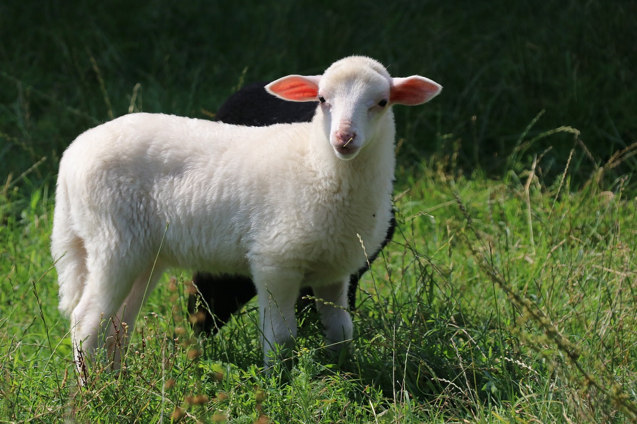 Schwächen